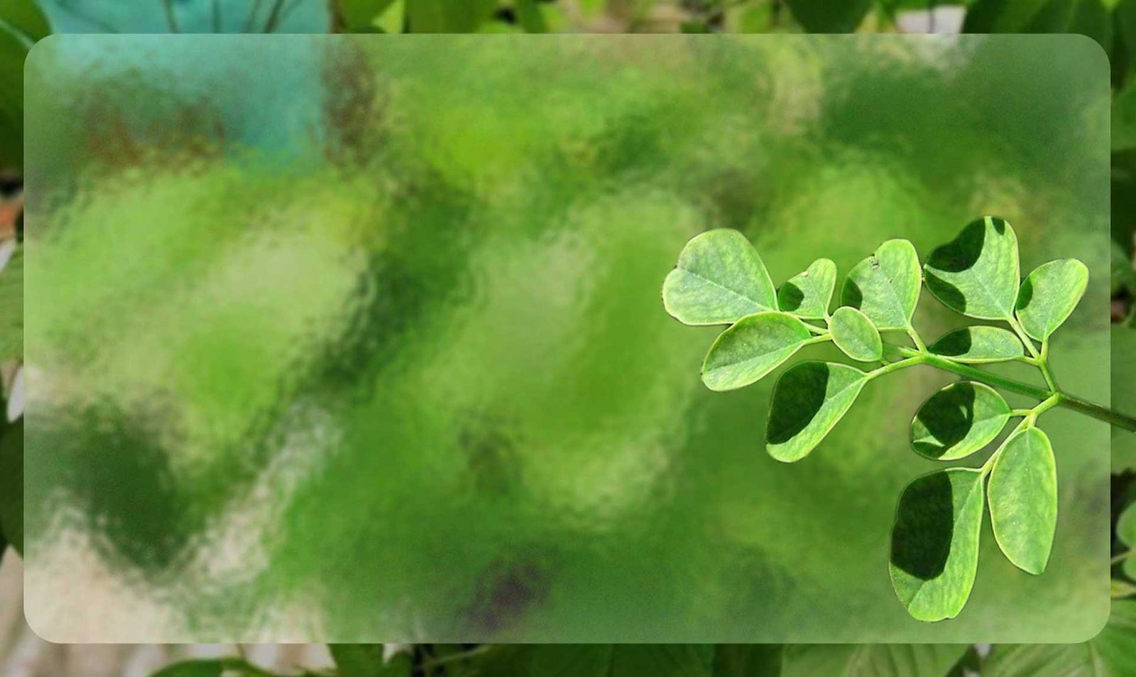 Heamoringa Home Banner